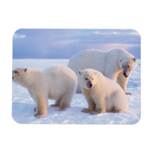Eisbär-Mutter mit Jungen auf dem Packeis der Küste Magnet