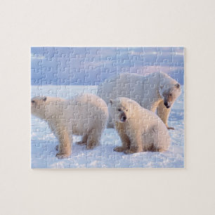 Eisbär-Mutter mit Jungen auf Packeis der Küste