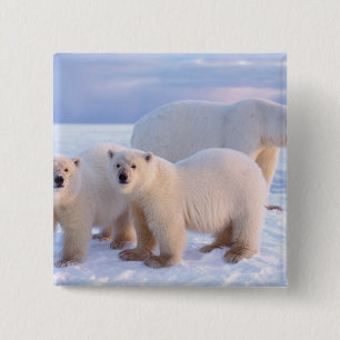 Eisbär-Mutter mit Jungen auf Packeis, Küste Button