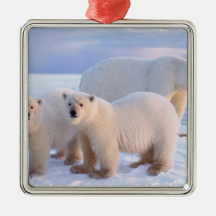 Eisbär-Mutter mit Jungen auf Packeis, Küste Ornament Aus Metall