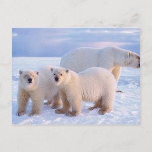 Eisbär-Mutter mit Jungen auf Packeis, Küste Postkarte