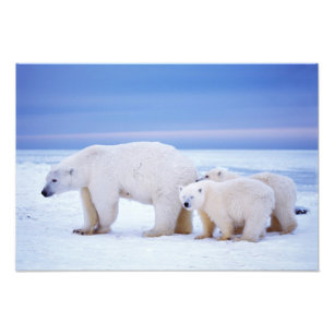 Eisbär-Mutter mit Jungen Fotodruck
