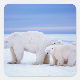 Eisbär-Mutter mit Jungen Quadratischer Aufkleber