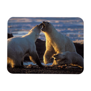Eisbär-Mütter mit Jungtier an der Seite, 1002 Küst Magnet
