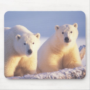 Eisbär-Mutter mit Jungtier auf Packeis Mousepad