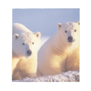 Eisbär-Mutter mit Jungtier auf Packeis Notizblock