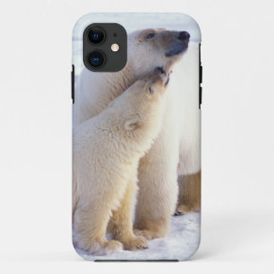 Eisbär-Mutter mit Jungtier, Packung Case-Mate iPhone Hülle
