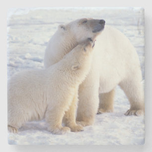 Eisbär-Mutter mit Jungtier, Rudel Steinuntersetzer