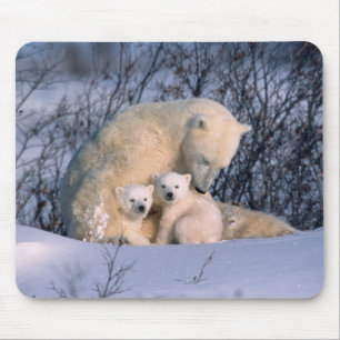 Eisbär-Mutter sitzt mit Zwillingen, Mousepad