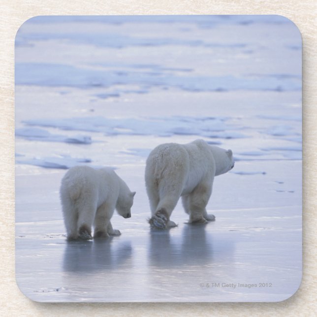 Eisbär-Mutter und CUB Untersetzer (Vorderseite)