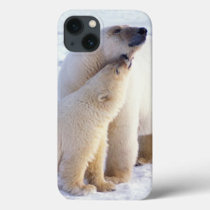 Eisbär-Muttertier mit Jungtier, Packeis Case-Mate iPhone Hülle