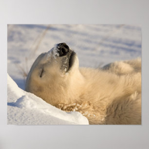 Eisbär-Nickerchen Poster