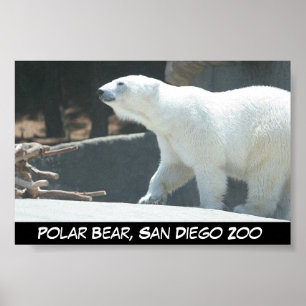 Eisbär-Plakat Poster
