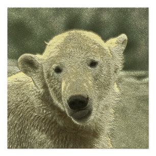 Eisbär Poster