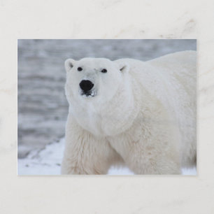 Eisbär Postkarte