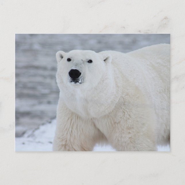 Eisbär Postkarte (Vorderseite)