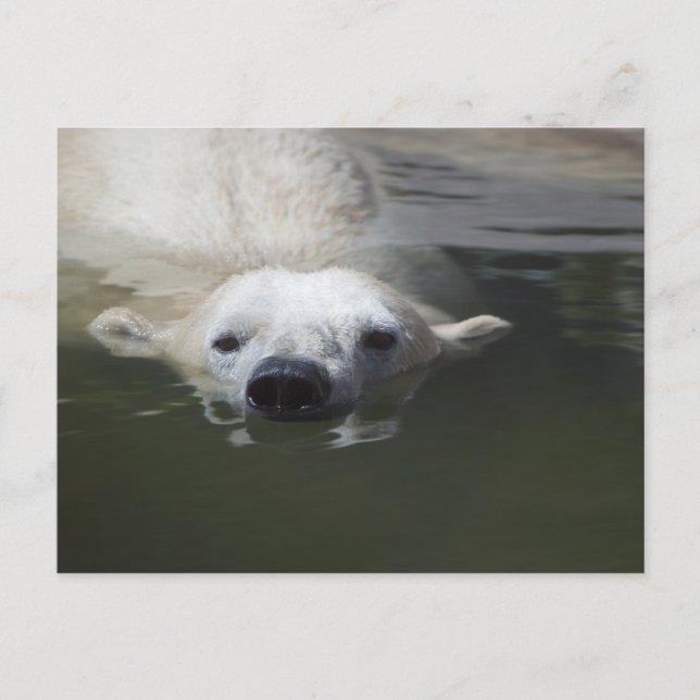 Eisbär Postkarte (Vorderseite)