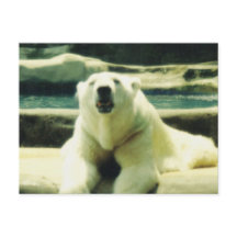 Eisbär Postkarte