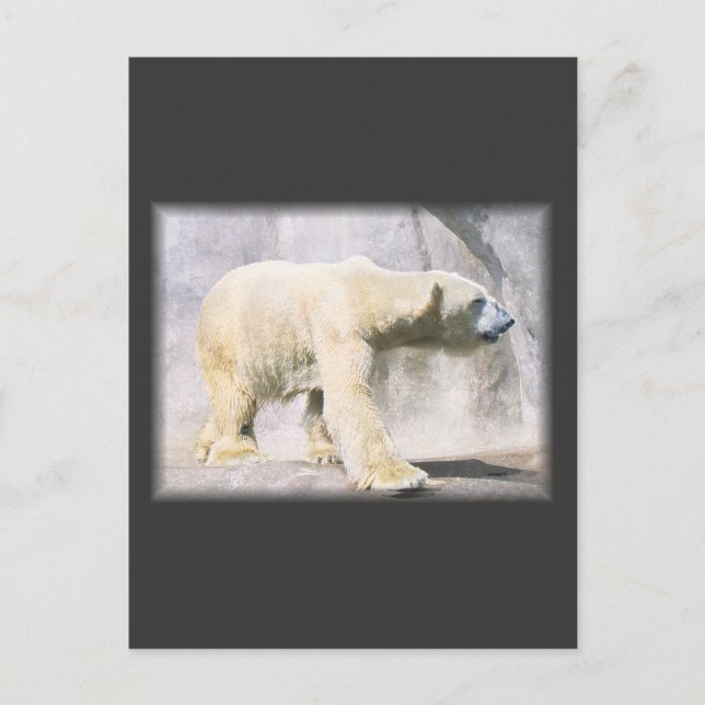 Eisbär Postkarte (Vorderseite)