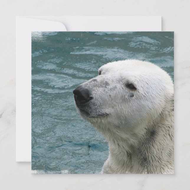 Eisbär-Profil-Einladung Einladung (Vorderseite)