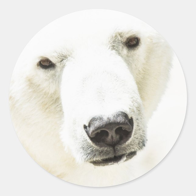 Eisbär Runder Aufkleber (Vorderseite)