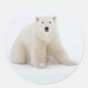 Eisbär Runder Aufkleber