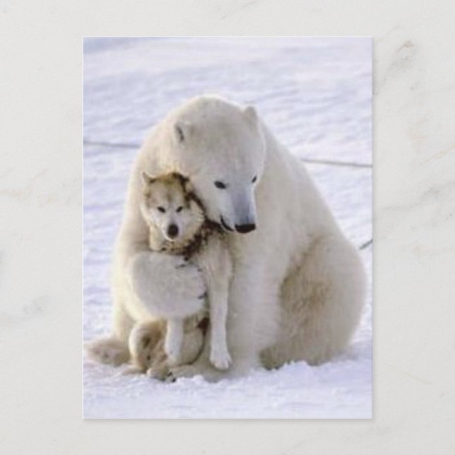 Eisbär und Hund Postkarte (Vorderseite)