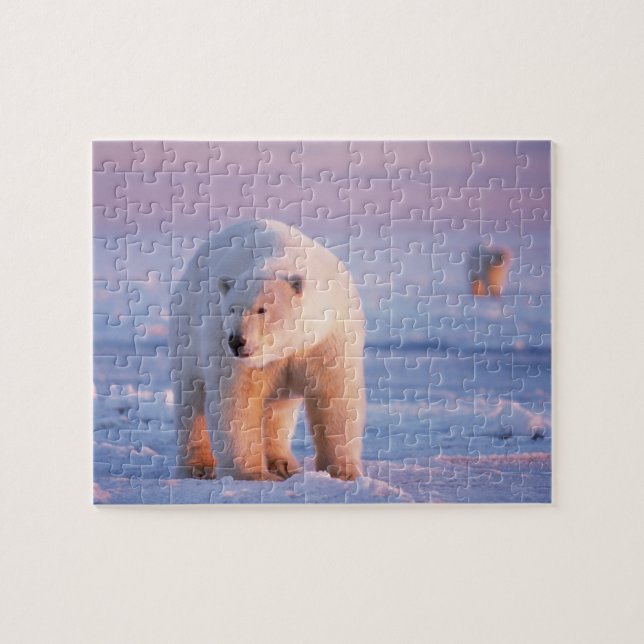 Eisbär, Ursus maritimus (Horizontal)