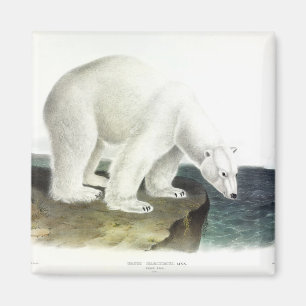 Eisbär (Ursus Maritimus), Audubon Quadrupeds Magnet