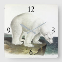 Eisbär (Ursus Maritimus), Audubon Quadrupeds