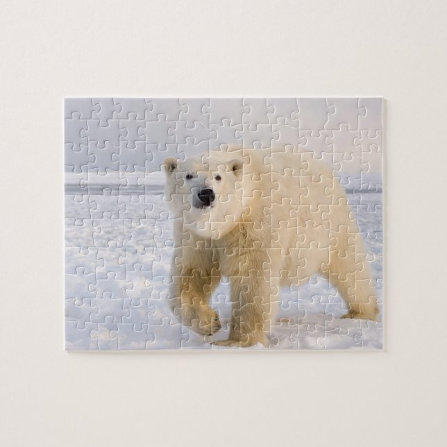 Eisbär, Ursus maritimus, auf Eis und Schnee, 2 (Horizontal)