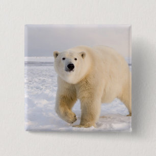Eisbär, Ursus maritimus, auf Eis und Schnee, 2 Button