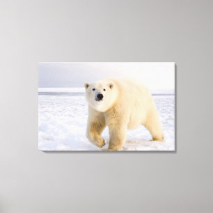 Eisbär, Ursus maritimus, auf Eis und Schnee, 2 Leinwanddruck