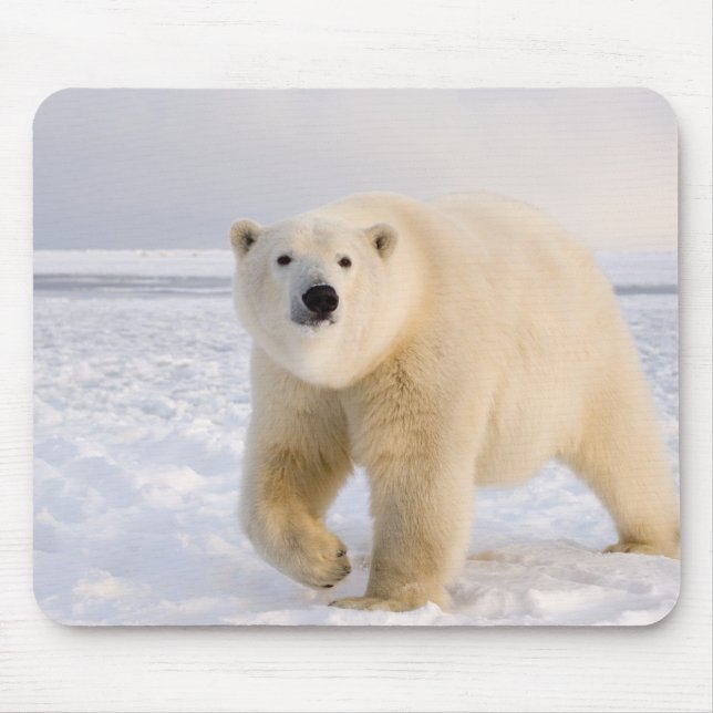 Eisbär, Ursus maritimus, auf Eis und Schnee, 2 Mousepad (Vorne)