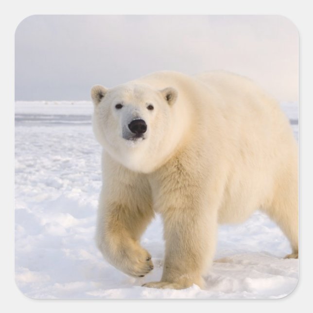 Eisbär, Ursus maritimus, auf Eis und Schnee, 2 Quadratischer Aufkleber (Vorderseite)