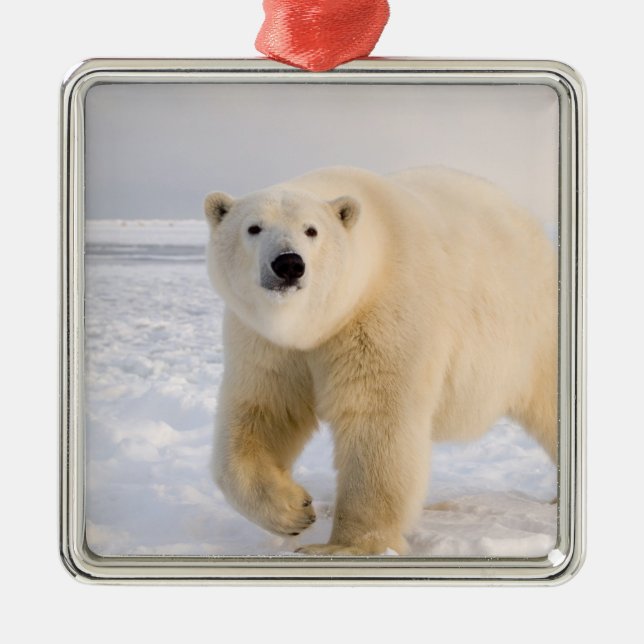 Eisbär, Ursus maritimus, auf Eis und Schnee, 2 Silbernes Ornament (Vorne)