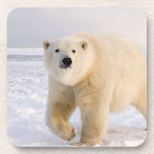 Eisbär, Ursus maritimus, auf Eis und Schnee, 2 Untersetzer