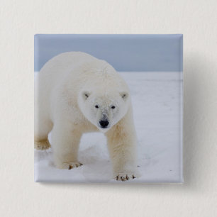 Eisbär, Ursus maritimus, auf Eis und Schnee, Button