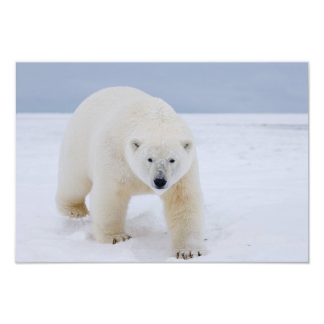Eisbär, Ursus maritimus, auf Eis und Schnee, Fotodruck (Vorne)