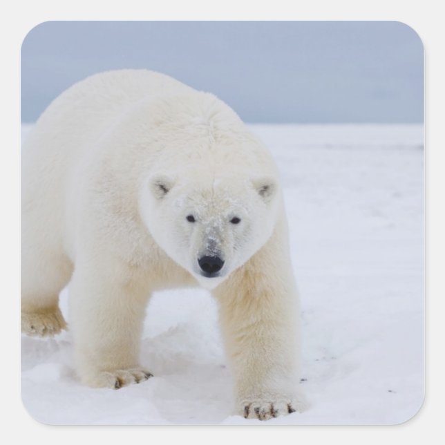 Eisbär, Ursus maritimus, auf Eis und Schnee, Quadratischer Aufkleber (Vorderseite)