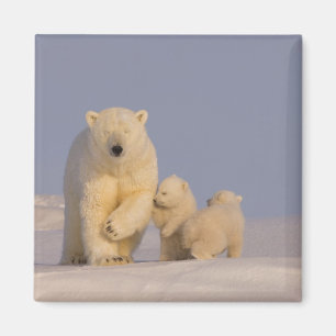 Eisbär, Ursus maritimus, Bache mit Neugeborenen Magnet