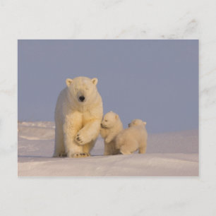 Eisbär, Ursus maritimus, Bache mit Neugeborenen Postkarte