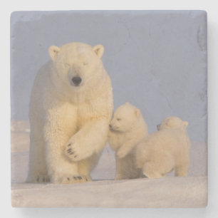 Eisbär, Ursus maritimus, Bärin mit Neugeborenen Steinuntersetzer