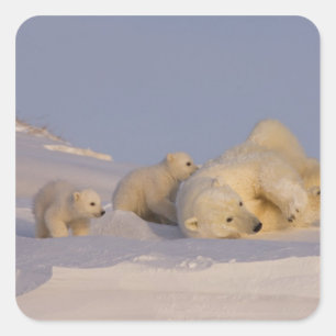 Eisbär, Ursus maritimus, Bärin spielt Quadratischer Aufkleber