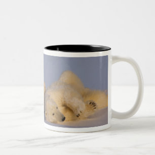 Eisbär, Ursus maritimus, Bärin spielt Zweifarbige Tasse