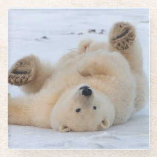 Eisbär, Ursus maritimus, cub rollend 3 Glasuntersetzer