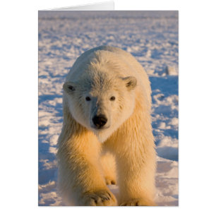 Eisbär, Ursus maritimus, Eisbär