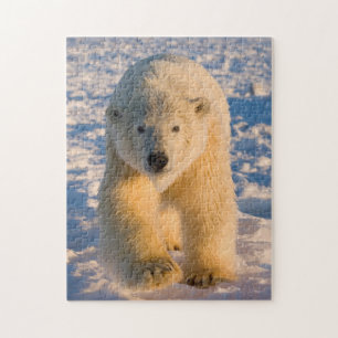 Eisbär, Ursus maritimus, Eisbär auf Eis