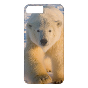 Eisbär, Ursus maritimus, Eisbär auf Eis title_seo2