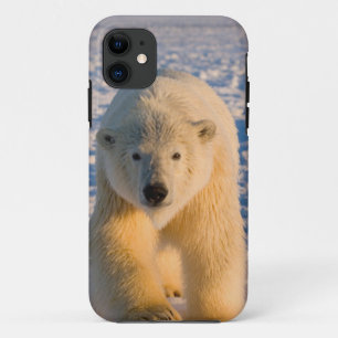 Eisbär, Ursus maritimus, Eisbär auf Eis iPhone 11 Hülle